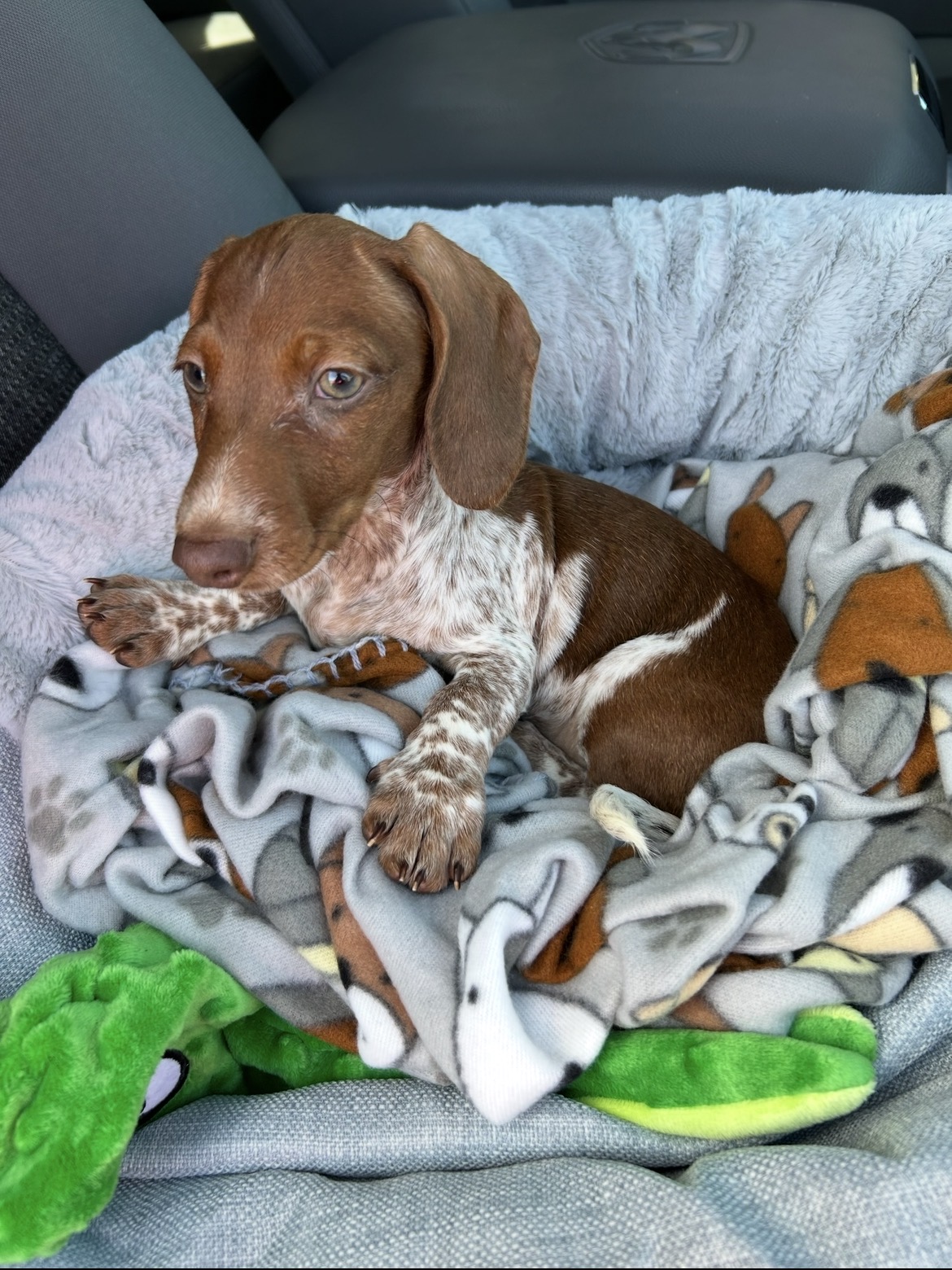 lost dog named Snickers